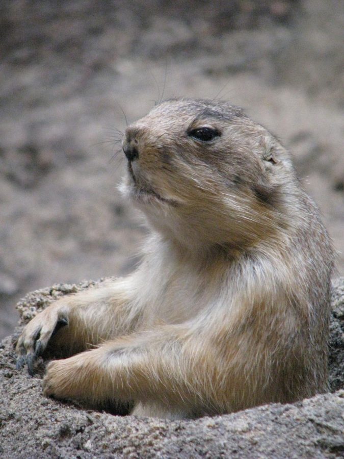 Groundhog glory: On Groundhog Day every year, Punxsutawney Phil’s inner circle presents him to predict whether there will be an early spring or six more weeks of winter.